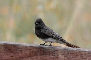 Flycatcher, Black Phoebe, 2015-06142079 Point Reyes National Seashore, CA